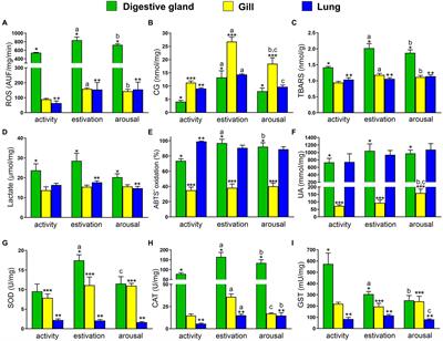 Antioxidant Responses Induced by Short-Term Activity–Estivation–Arousal Cycle in Pomacea canaliculata